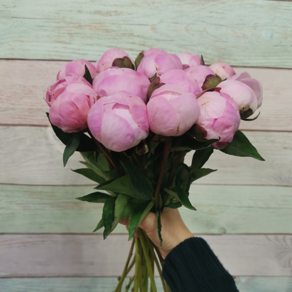 15 Пионов