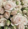 21 кустовая роза Полина 70+ см