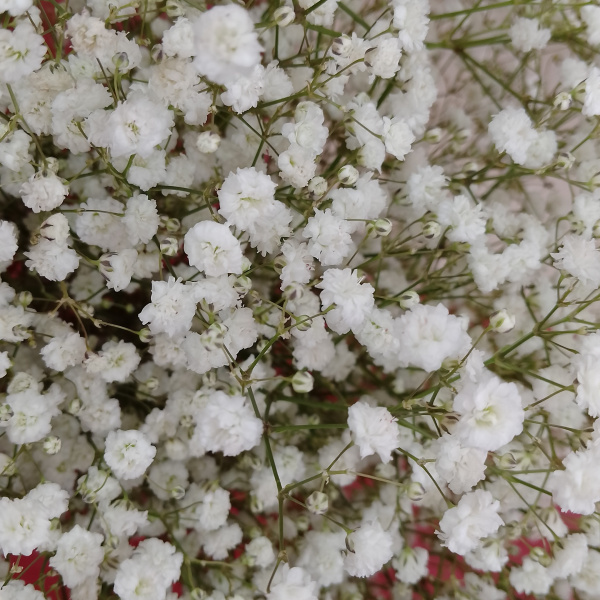 Букет из 7 веток белой гипсофилы