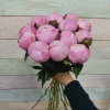 13 Пионов