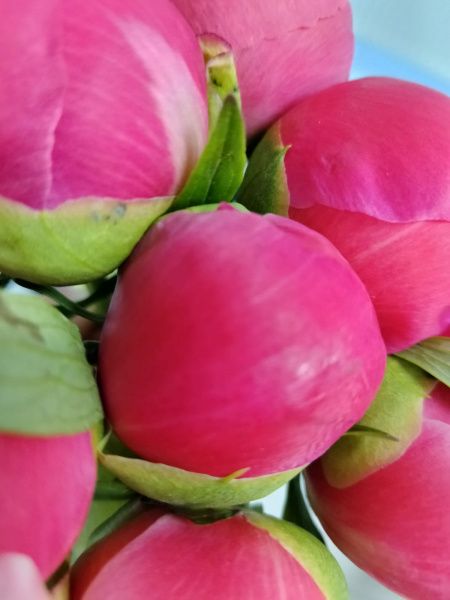 7 Пионов розовых Корал Шарм