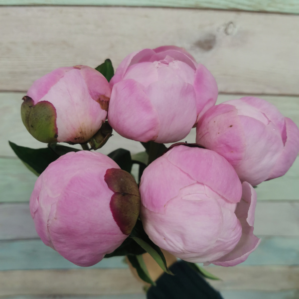 5 Пионов